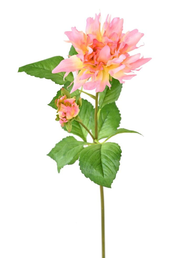 dahlia 75 4 scaled