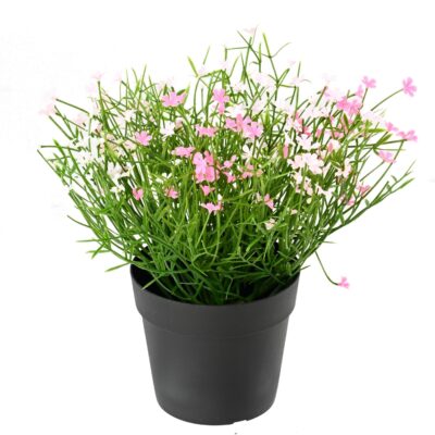 daisy mini 20 pot scaled