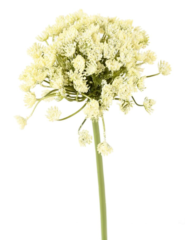 daucus carota scaled