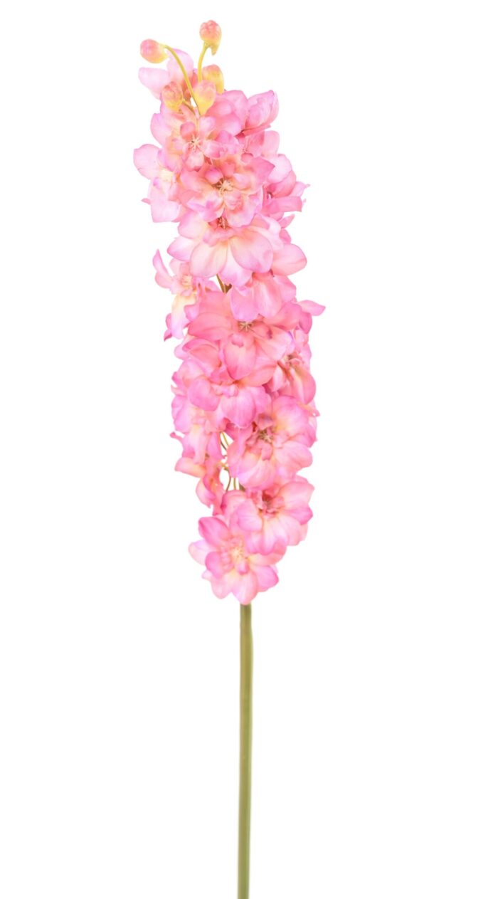 delphinium 1 scaled