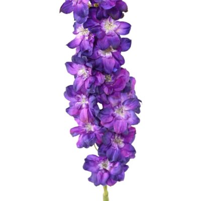 delphinium 3 scaled