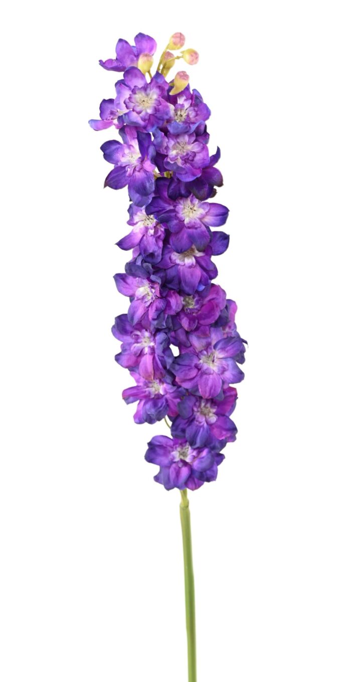 delphinium 3 scaled
