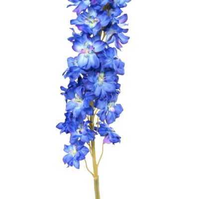 delphinium scaled