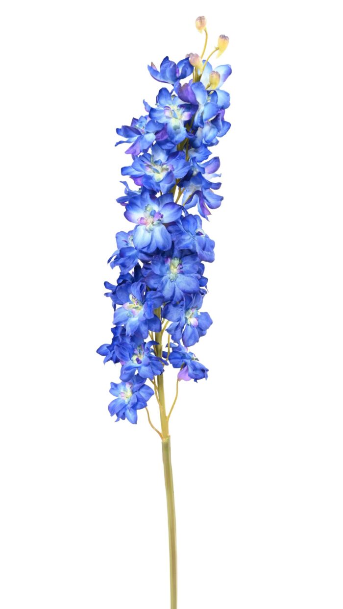 delphinium scaled