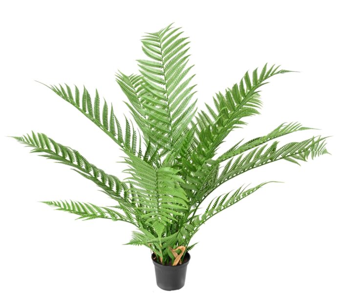 dicksonia plant16 fern scaled