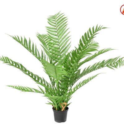 dicksonia plante16 fougere fr fire resistant scaled