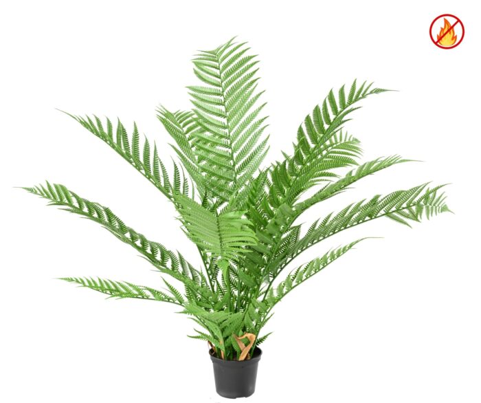 dicksonia plante16 fougere fr fire resistant scaled