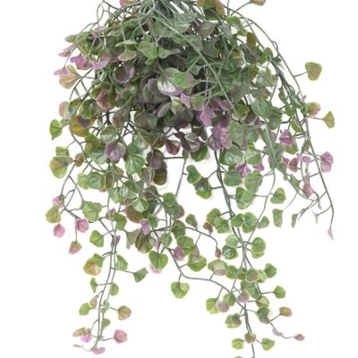 dicondra fall 1 scaled