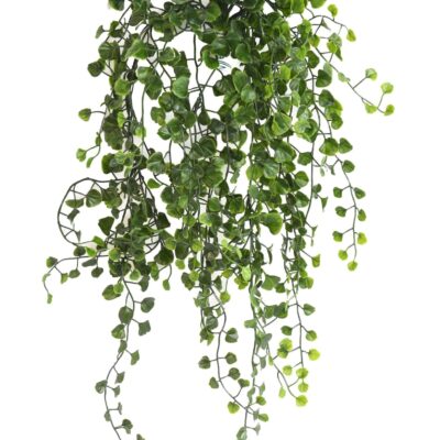 dicondra fall scaled