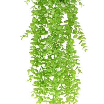 dicondra gf falling scaled