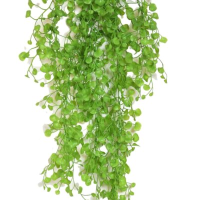 dicondra medium fall scaled