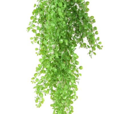 dicondra mini fall scaled