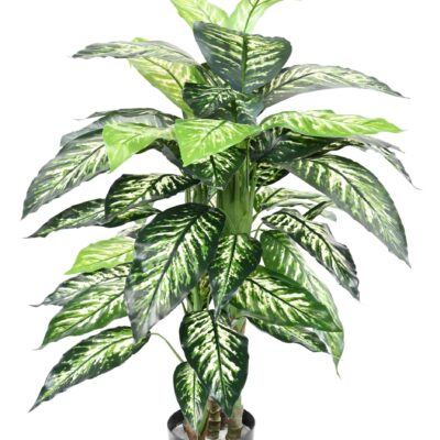 dieffenbachia pot 1 scaled