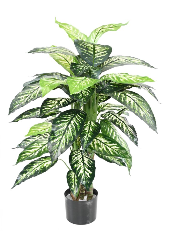 dieffenbachia pot 1 scaled