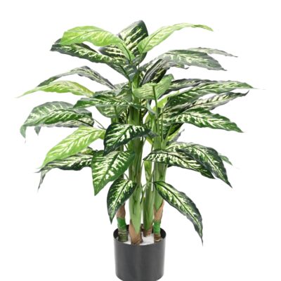 dieffenbachia pot scaled