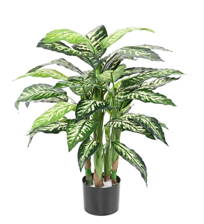 dieffenbachia pot scaled