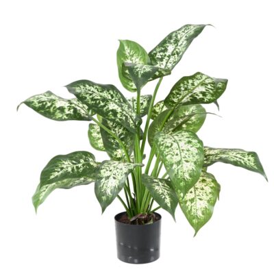 dieffenbachia26 pot scaled