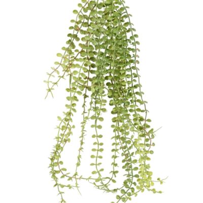 dischidia chute 76 snail plant scaled