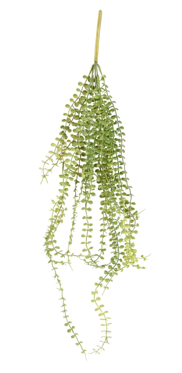 dischidia chute 76 snail plant scaled