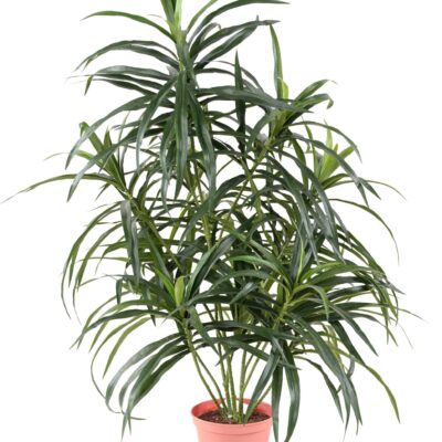 dracaena anita pot 1 scaled