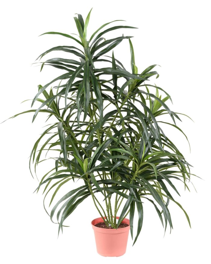 dracaena anita pot 1 scaled