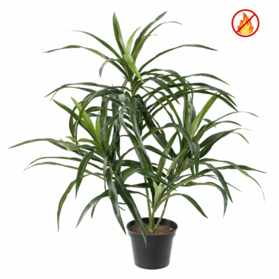 dracaena anita pot fr fire resistant scaled