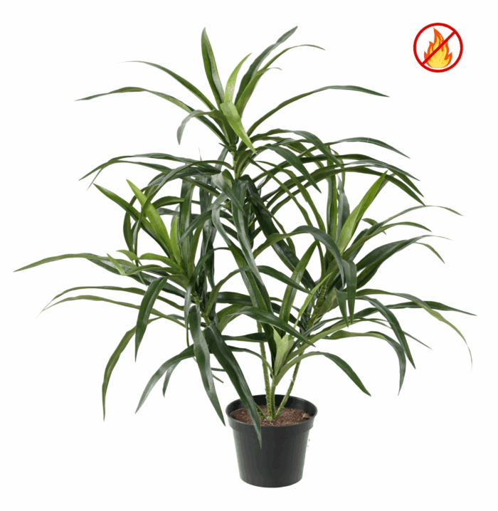 dracaena anita pot fr fire resistant scaled