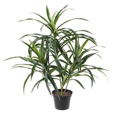 dracaena anita pot scaled