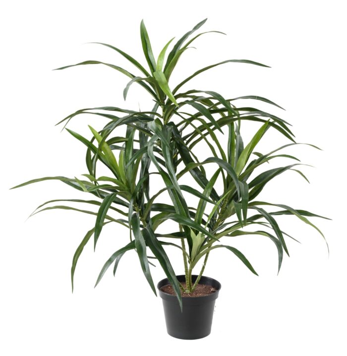 dracaena anita pot scaled