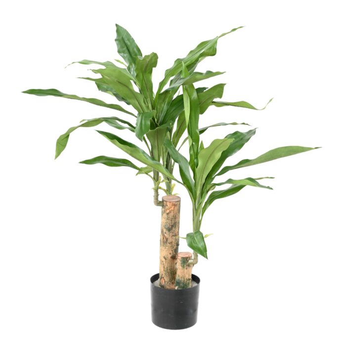 dracaena fragrans stud scaled