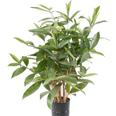 dracaena surculosa pot scaled