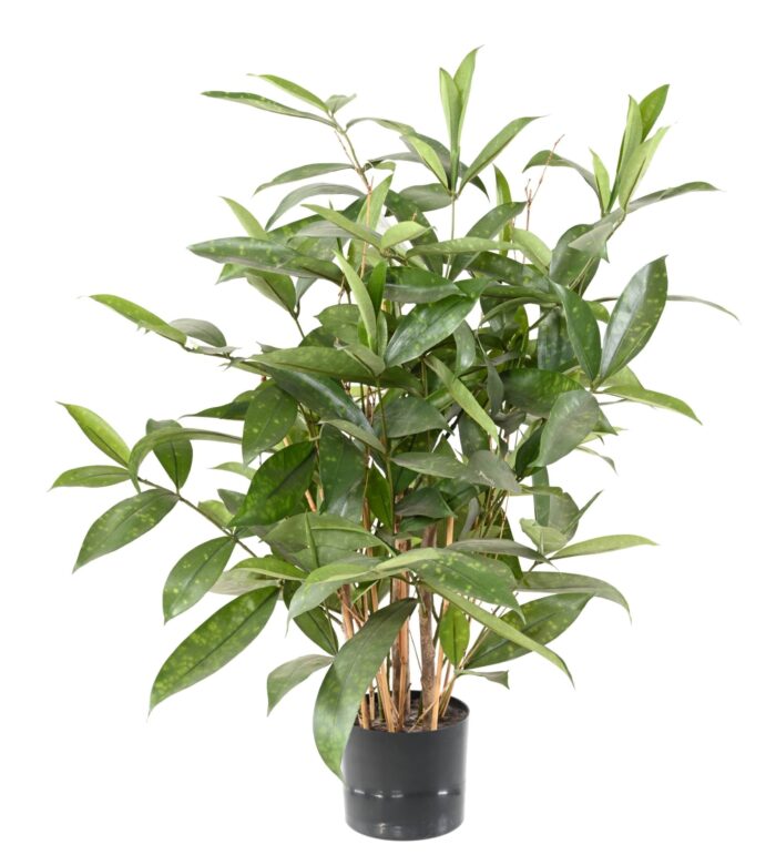 dracaena surculosa pot scaled
