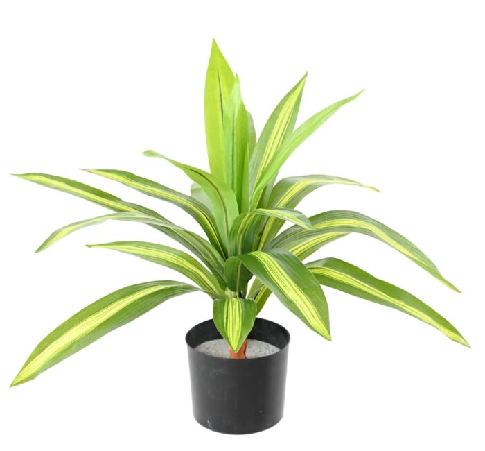 dracaena wide scaled