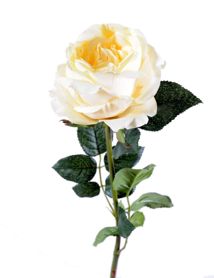 english rose 1