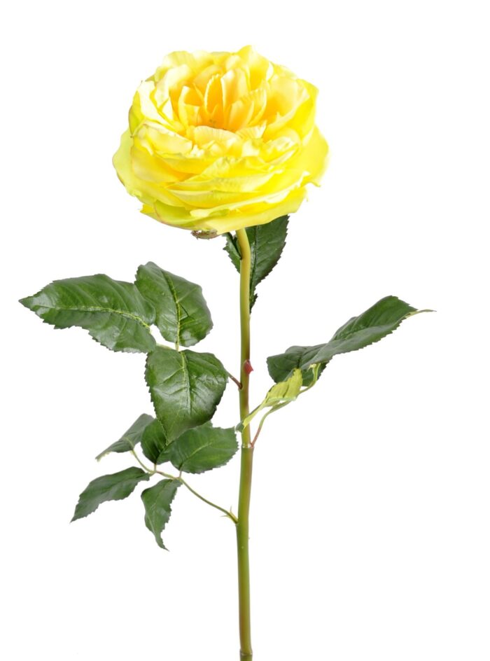 english rose 14 1