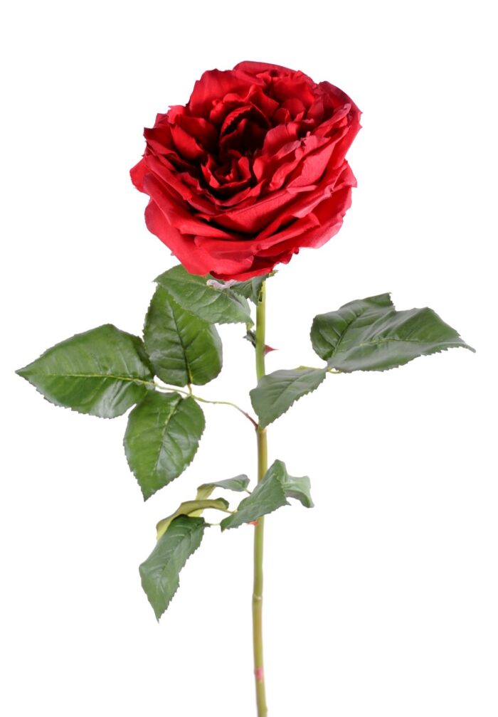 english rose 14