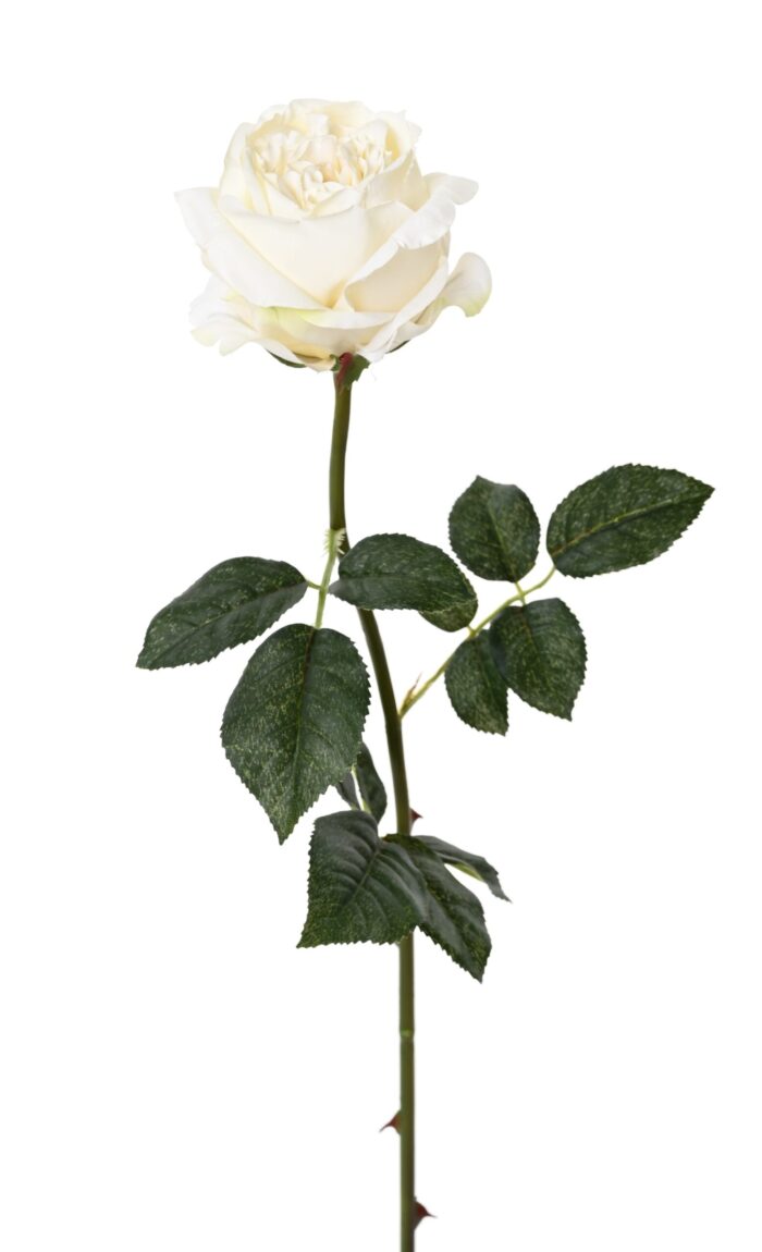 english rose 2 scaled