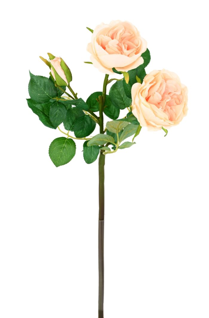 english rose 55 1 scaled