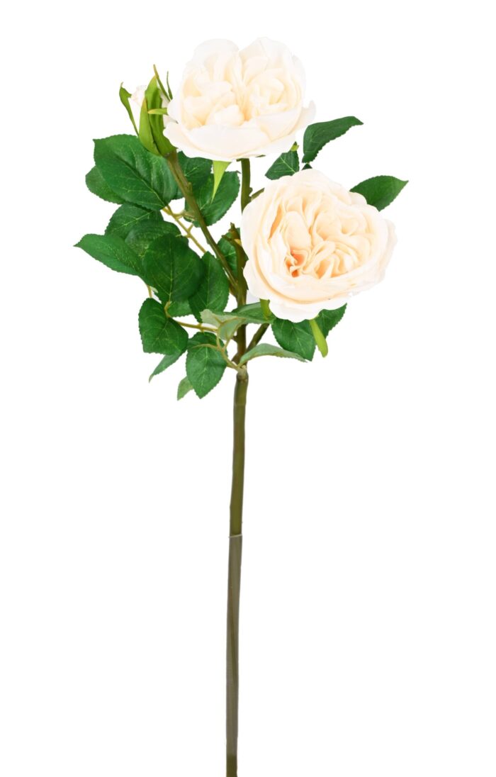 english rose 55 scaled
