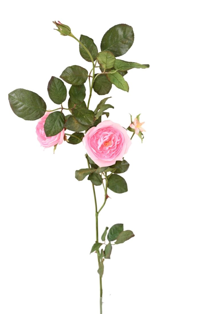 english rose scaled