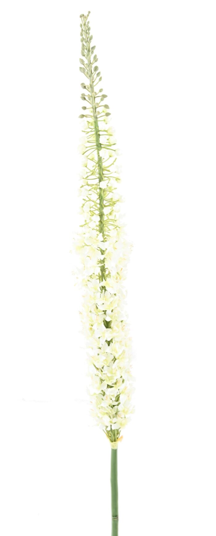 eremurus scaled