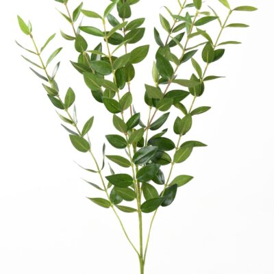 eucalyptus 144 scaled