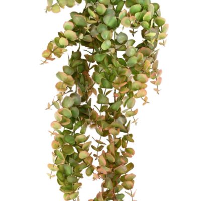 eucalyptus 81 1 scaled