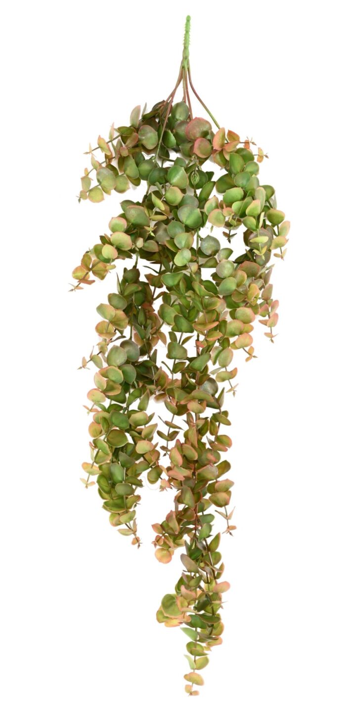 eucalyptus 81 1 scaled