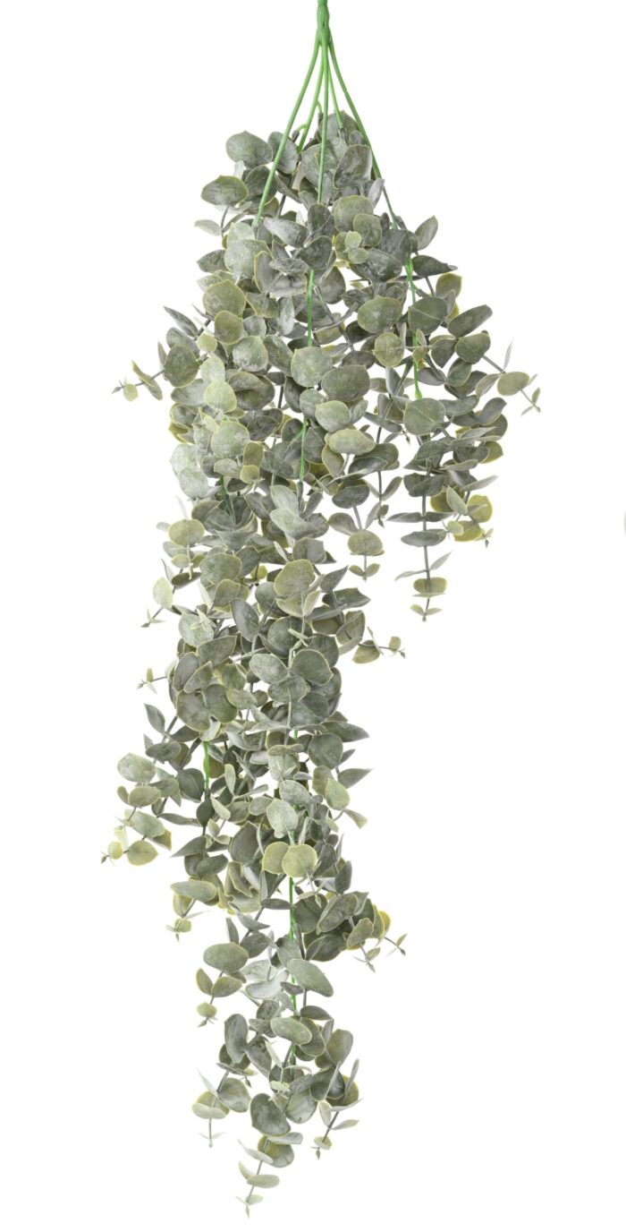 eucalyptus 81 2 scaled