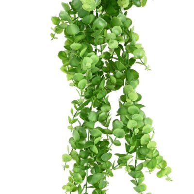 eucalyptus 81 scaled