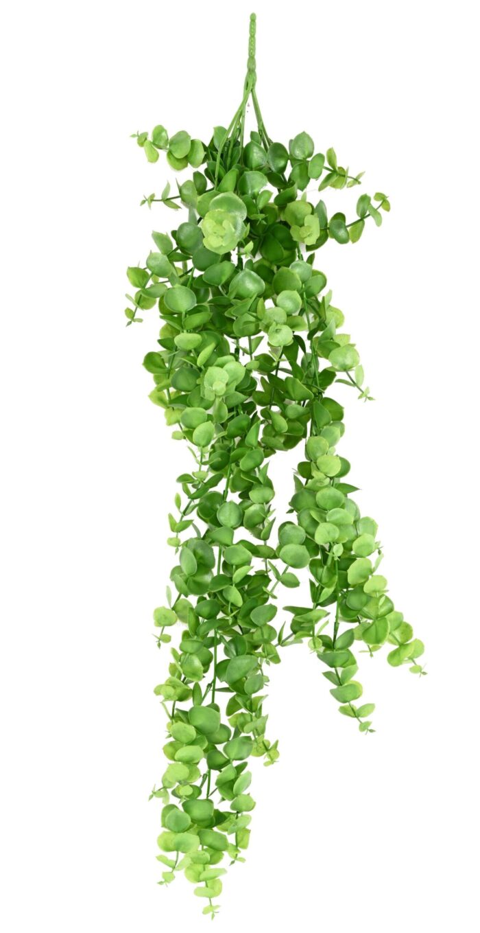 eucalyptus 81 scaled