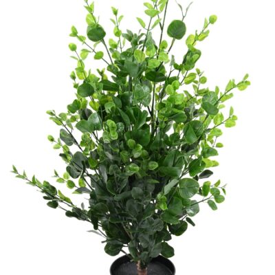 eucalyptus bush 90 scaled