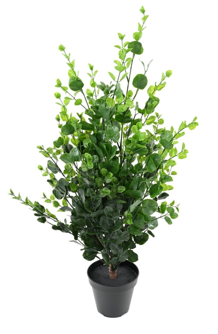 eucalyptus bush 90 scaled