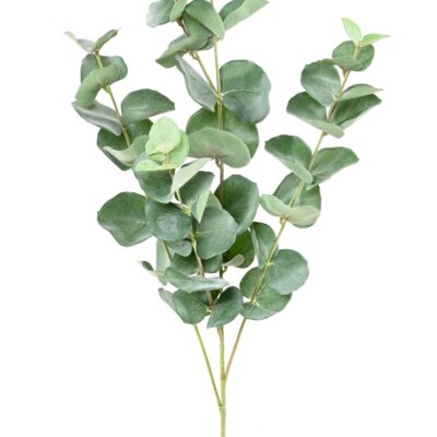 eucalyptus gunnii spray scaled